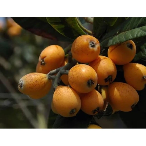 نهال ازگیل پیوندی (کندوس)ازگیل محلی