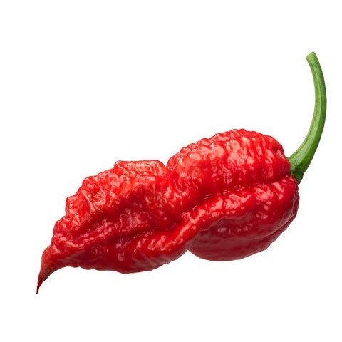 بذر فلفل تند و بسیار کمیاب شبح یا بوت جولیکا (Ghost Pepper)