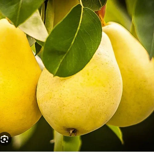 نهال گلابی بیروتی پیوندی اصلاح شده(نایلکسی)