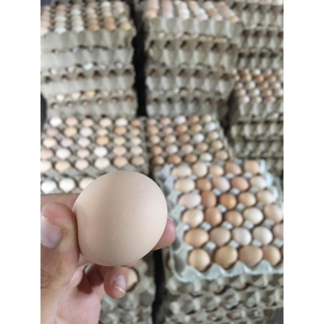 تخم مرغ تکزرده بومی
