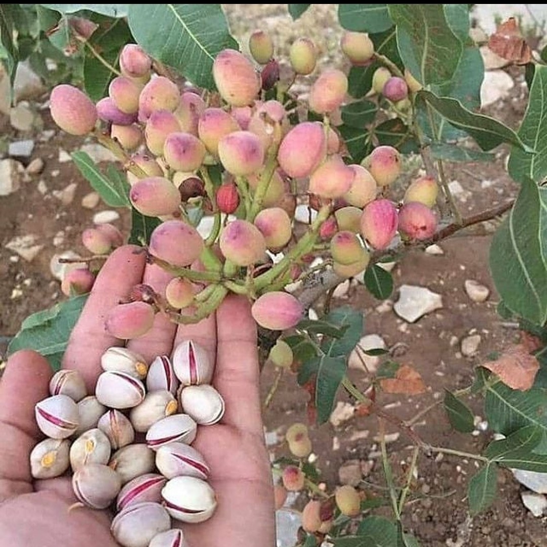 پسته پیوندی پایه ucb1