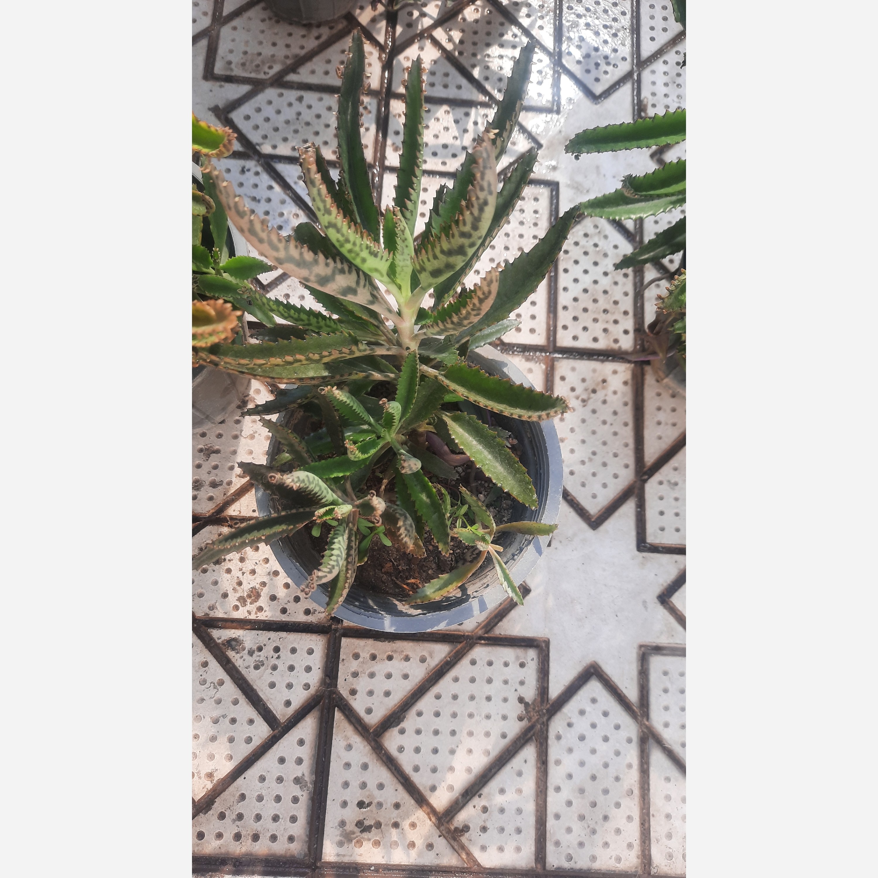 اشک تمساح 