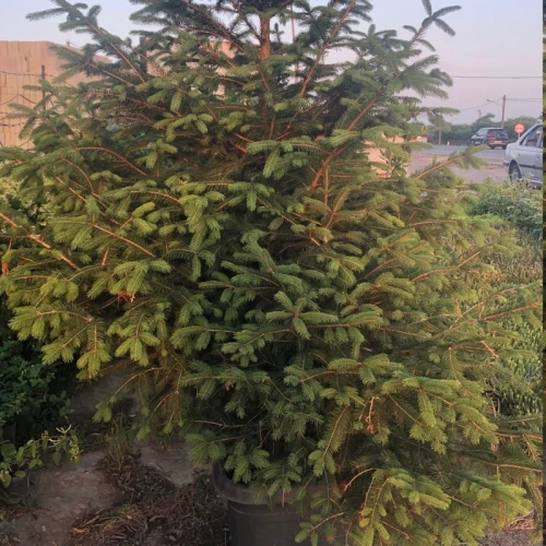 نهال کاج نوئل سبز