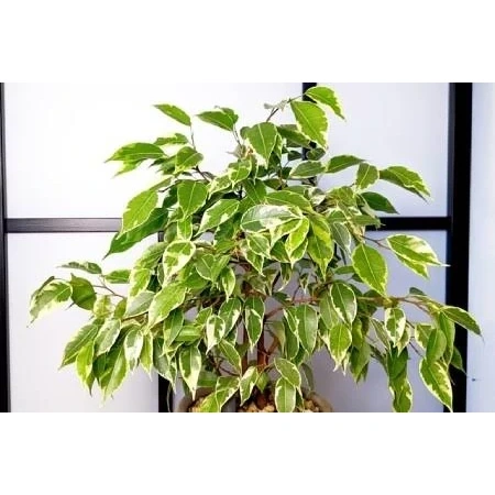 نهال گل بنجامین