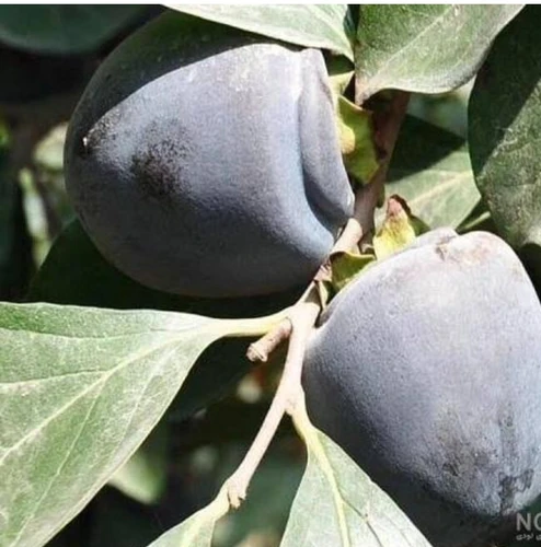نهال خرمالو سیاه
