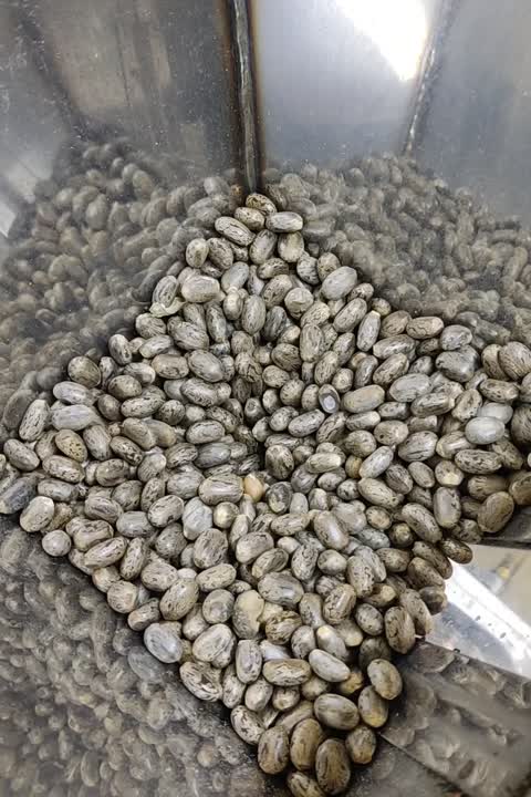 روغن کرچک سنتی اصل باکیفیت خوراکی/موضعی30سی سی(عطاری نور)
