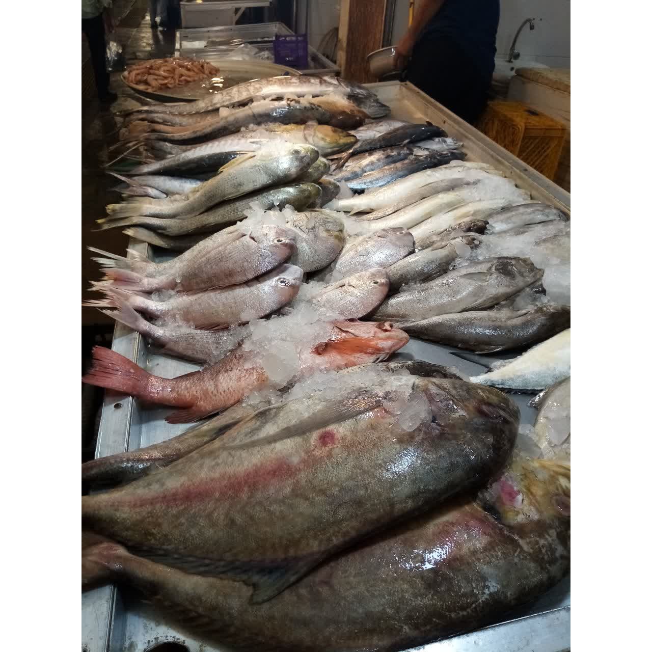 ماهی جش