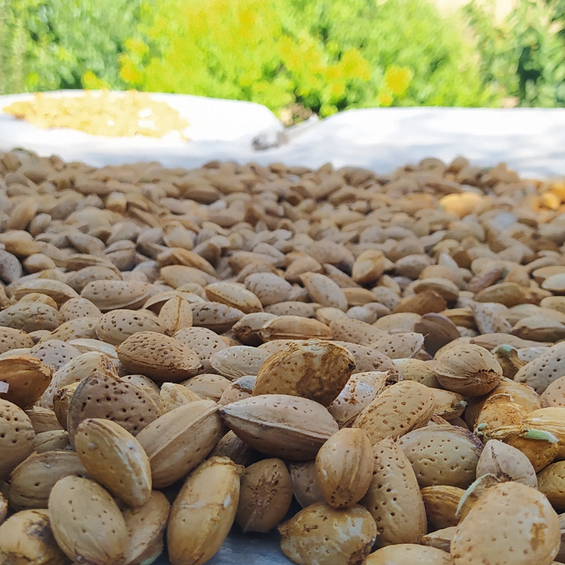 بادام سنگی تازه 1405