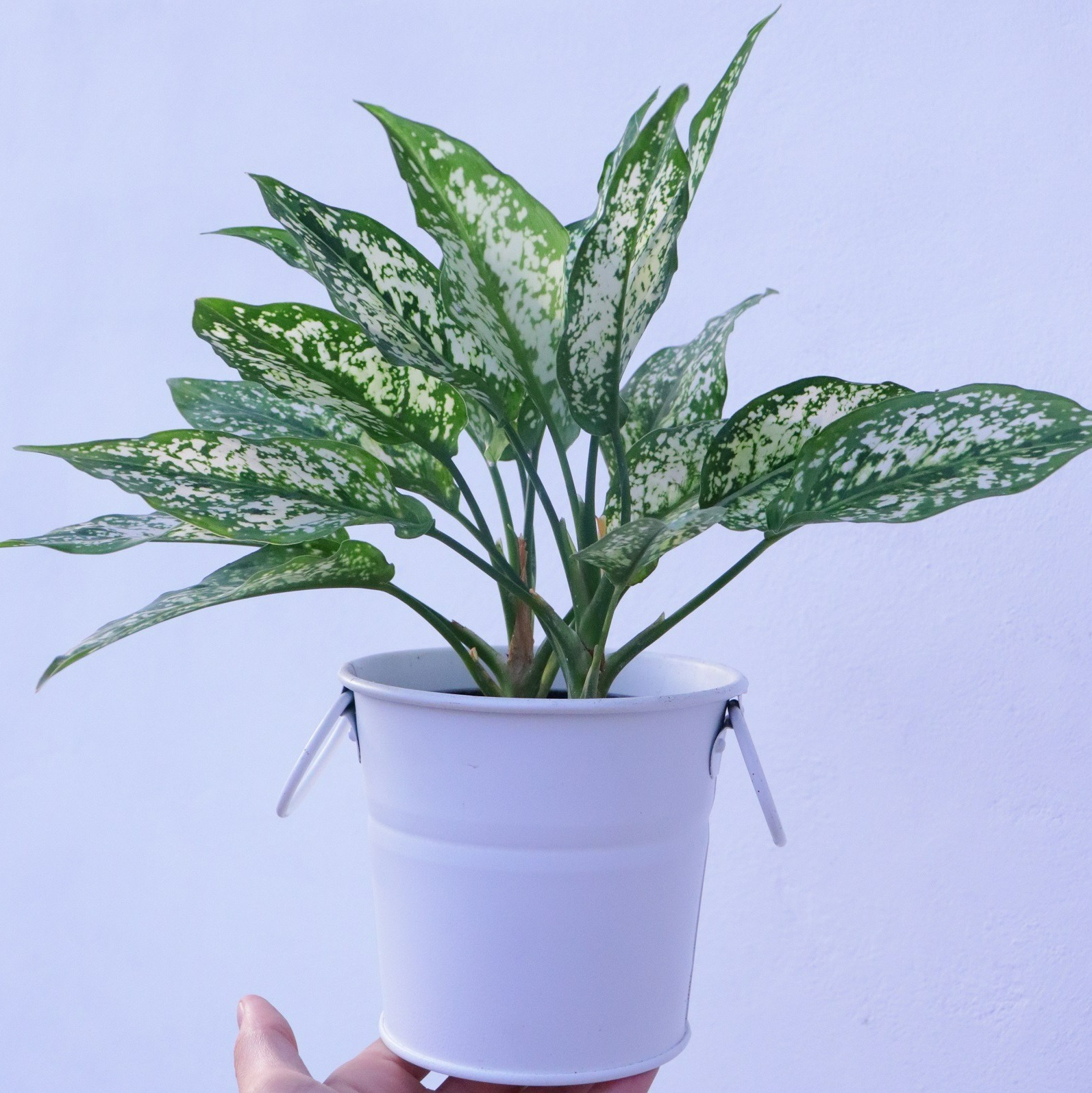 گیاه آپارتمانی آگلونما برفی Chinese Evergreens