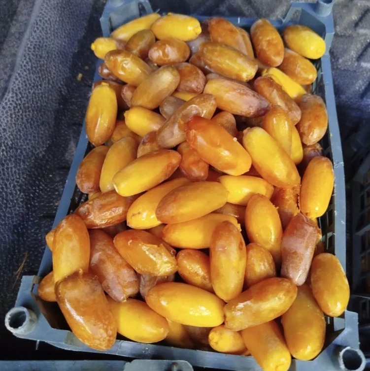 رطب شاهانی / خرما تازه