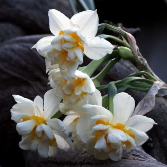 پیاز گل نرگس معطر شیراز پرپر