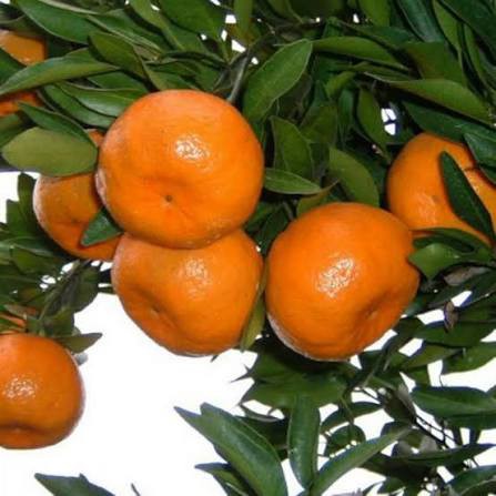 نهال نارنگی، پیوندی، پرمحصول و خوشعطر، مناسب باغ، حیاط و گلدان