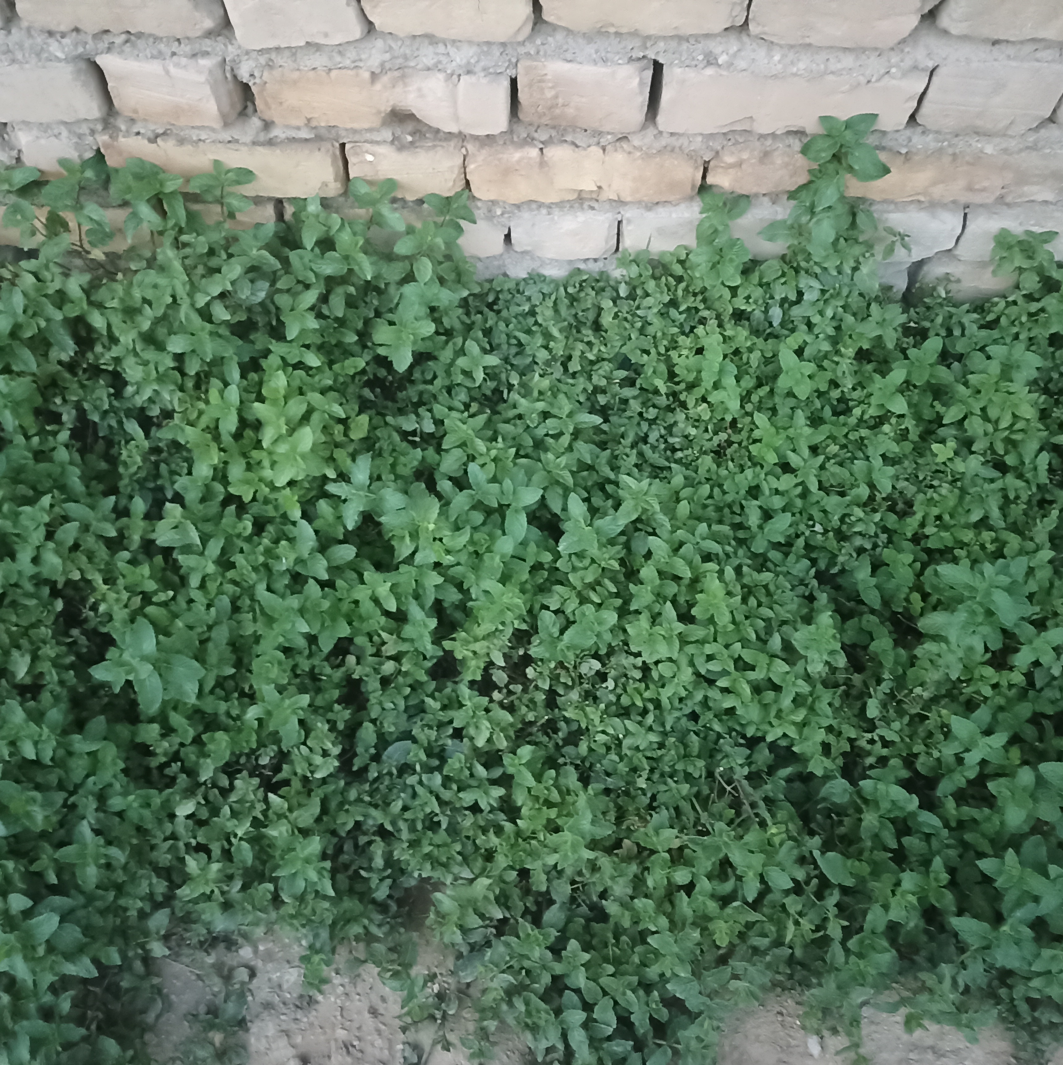 نعناع فلفلی خشک اعلا (بسیار خوشعطر و تازهچین)