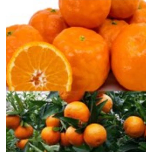 نهال نارنگی تایوانی پوست نازک