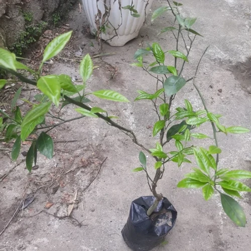 نهال نارنگی پچ پاکوتاه