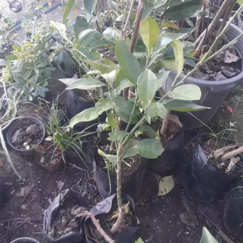 نهال پرتقال خونی