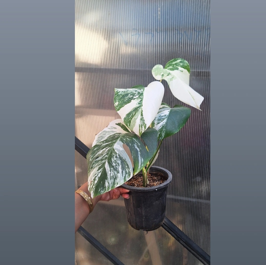 برگ انجیری ابلق 