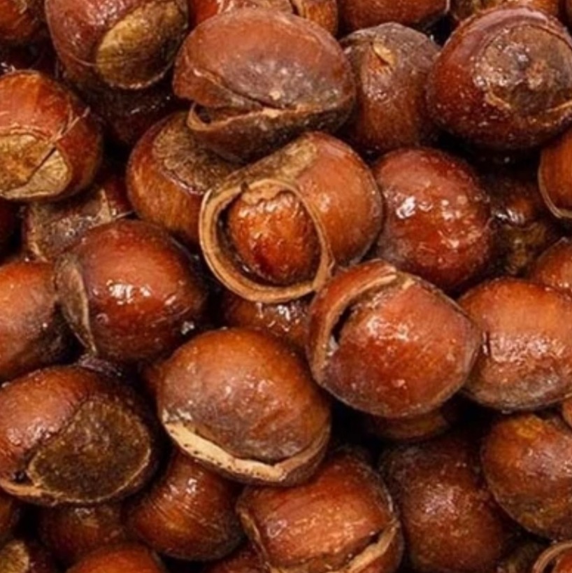 فندق خام تازه و خوش طعم آذربایجان(درجه 1)