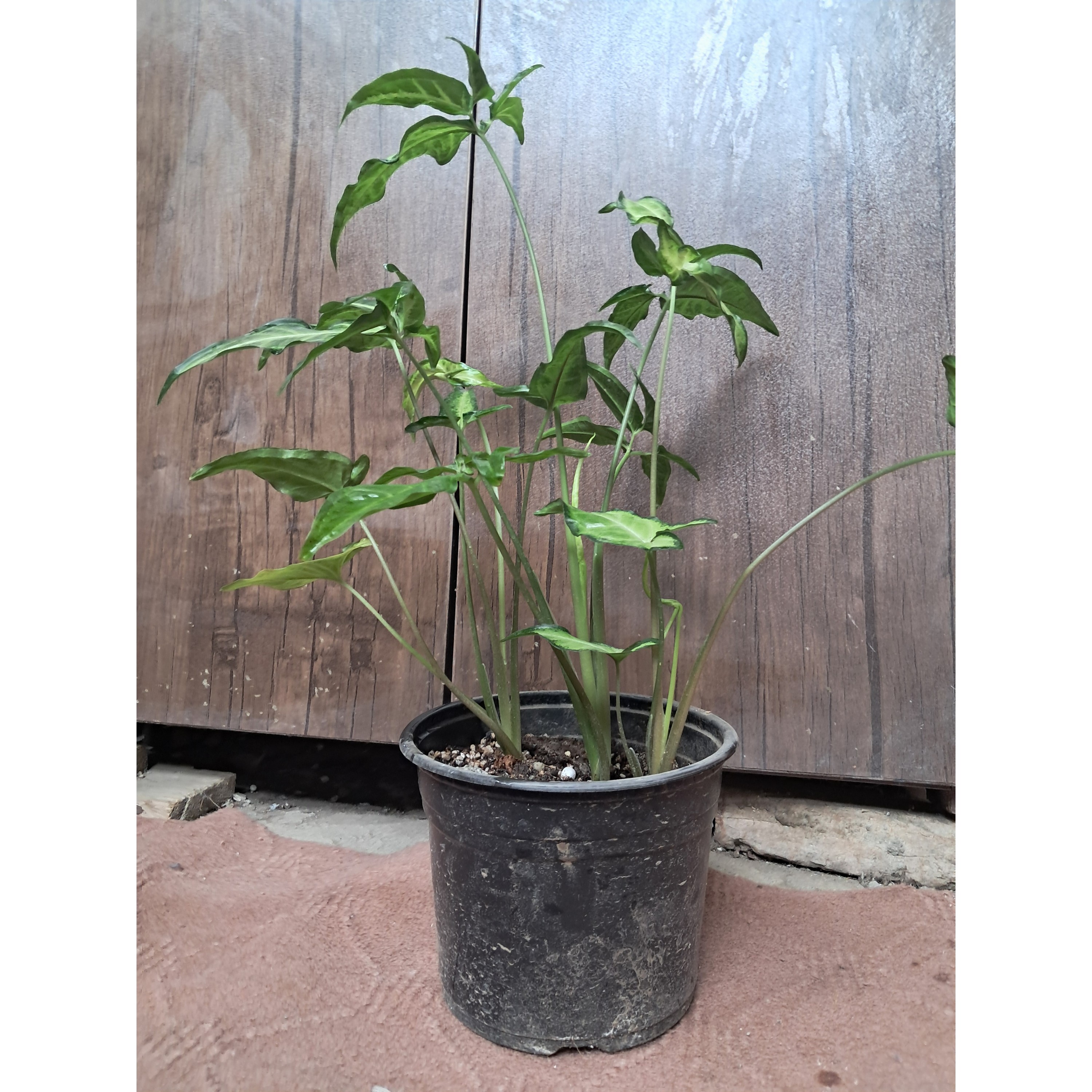 سینگونیوم بال فرشته ابلق
