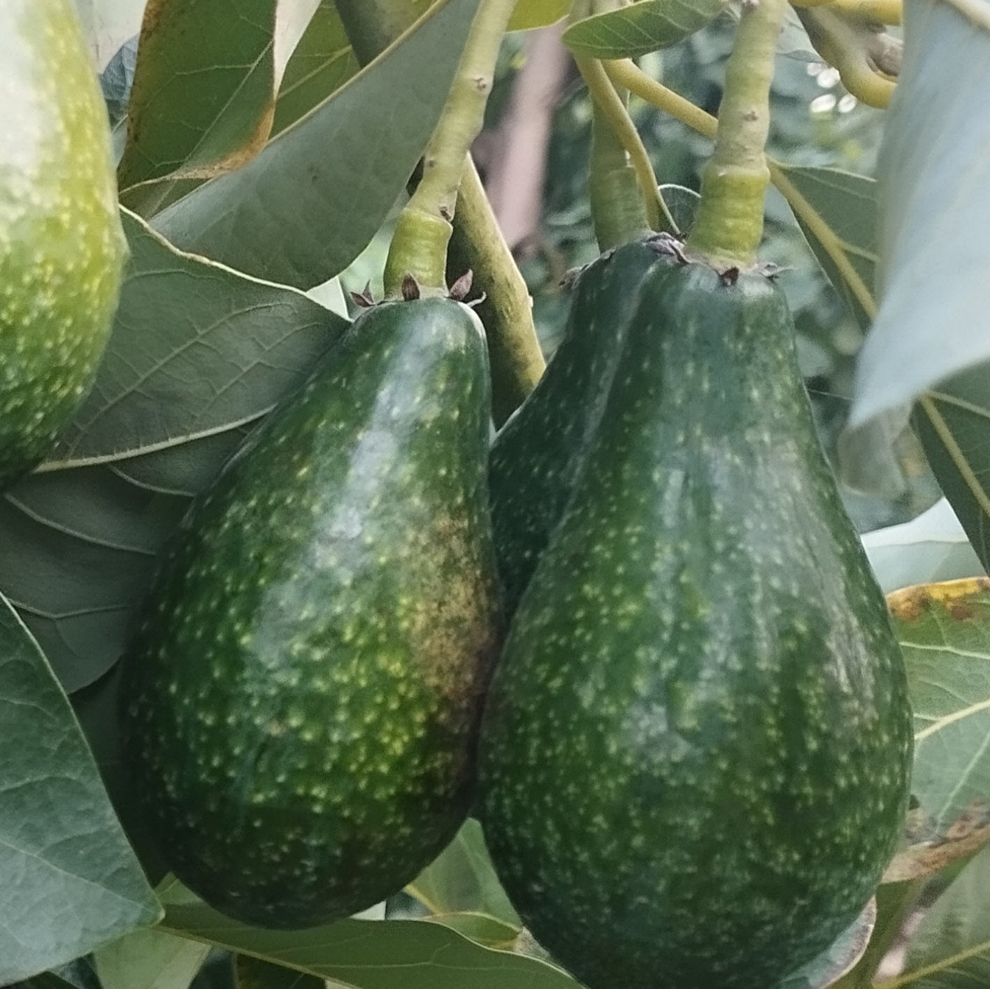 آوکادو مکزکن