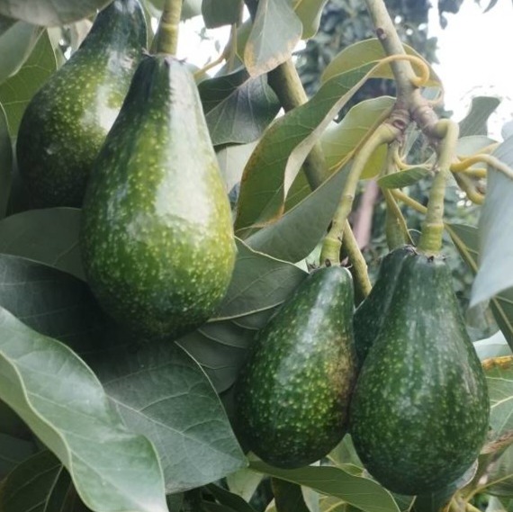 آوکادوی مکزیکن