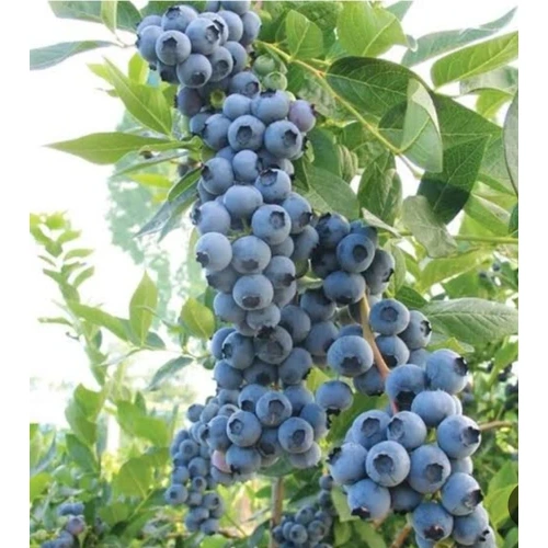 نهال بلوبری دوک
