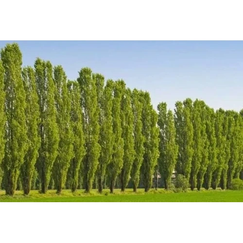 نهال صنوبر کبوده دسته طی