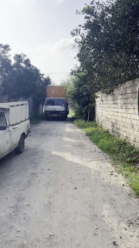 نخل نیکولای سایز25سانتی بذر وارداتی