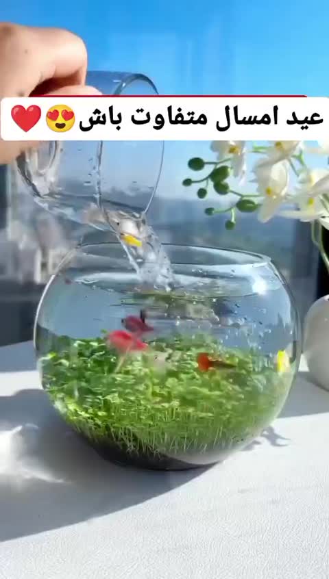 فلاکس دو فنجان