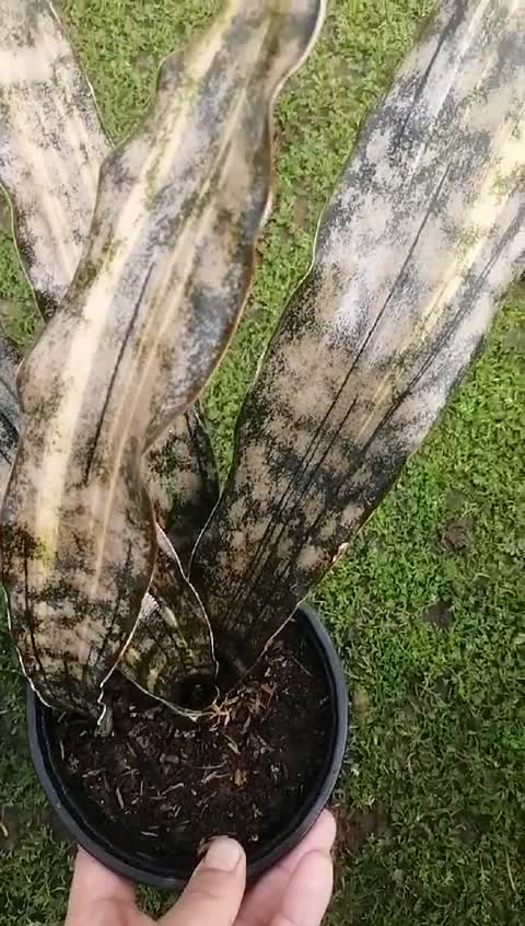 سانسوریا کریکی ابلق کلکسیونی سه بوته