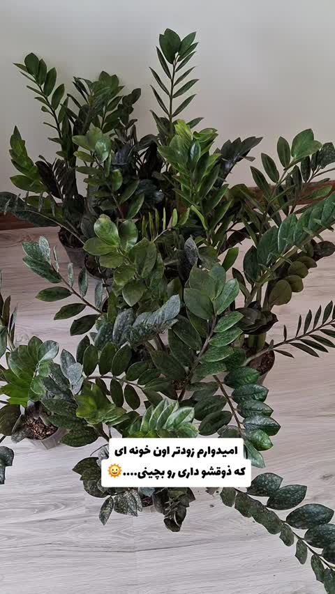 زاموفیلیا بلک جدید