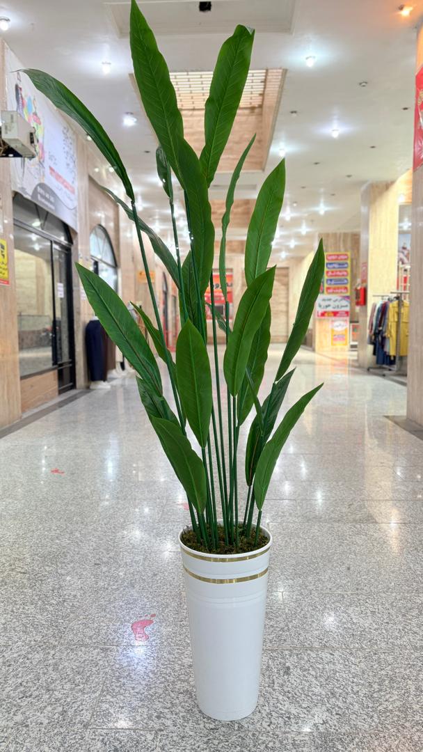 درختچه ی پرنده بهشتی بزرگ
