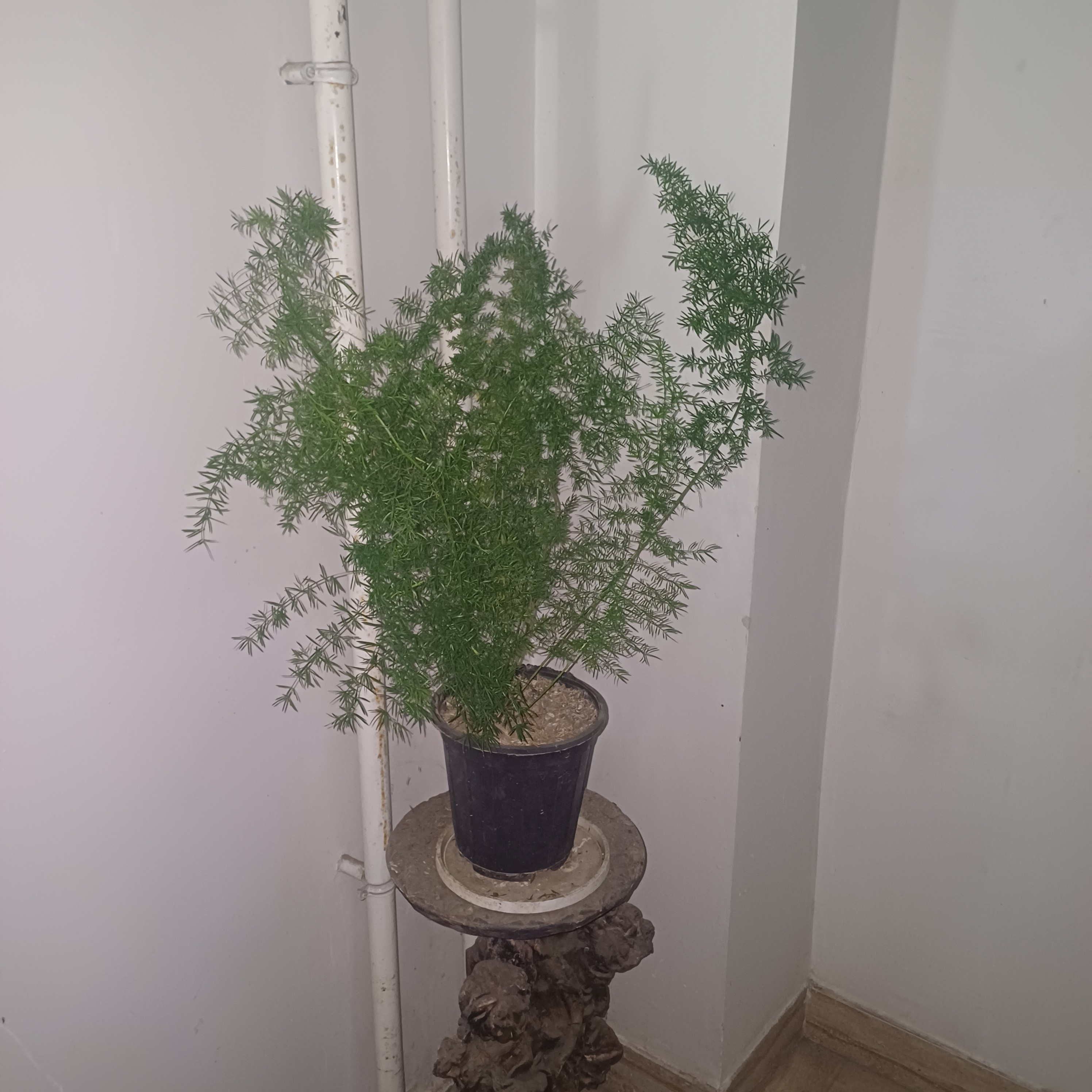 مارچوبه زینتی (شویدی )( پسکرایه)