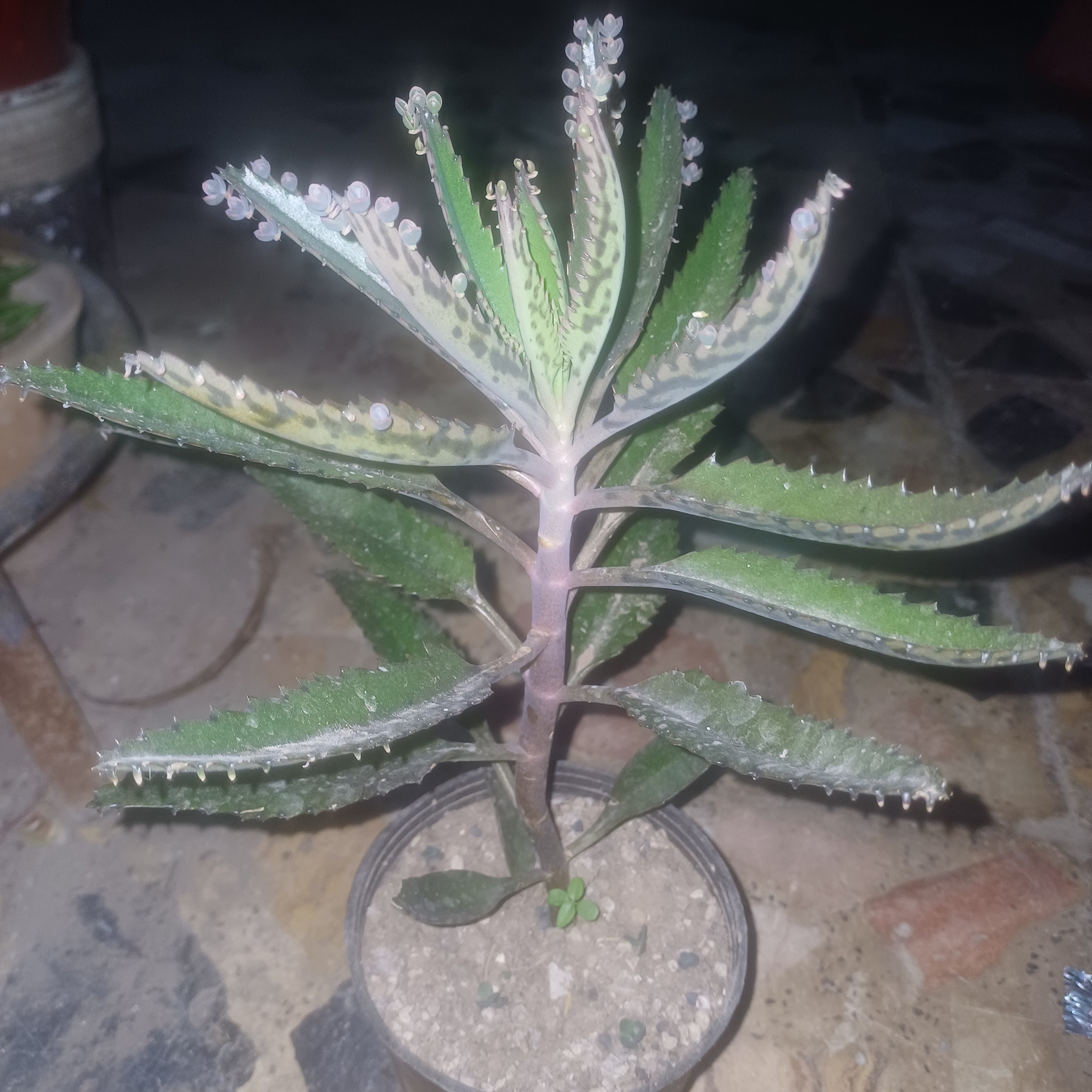 گل اشک( پسکرایه)