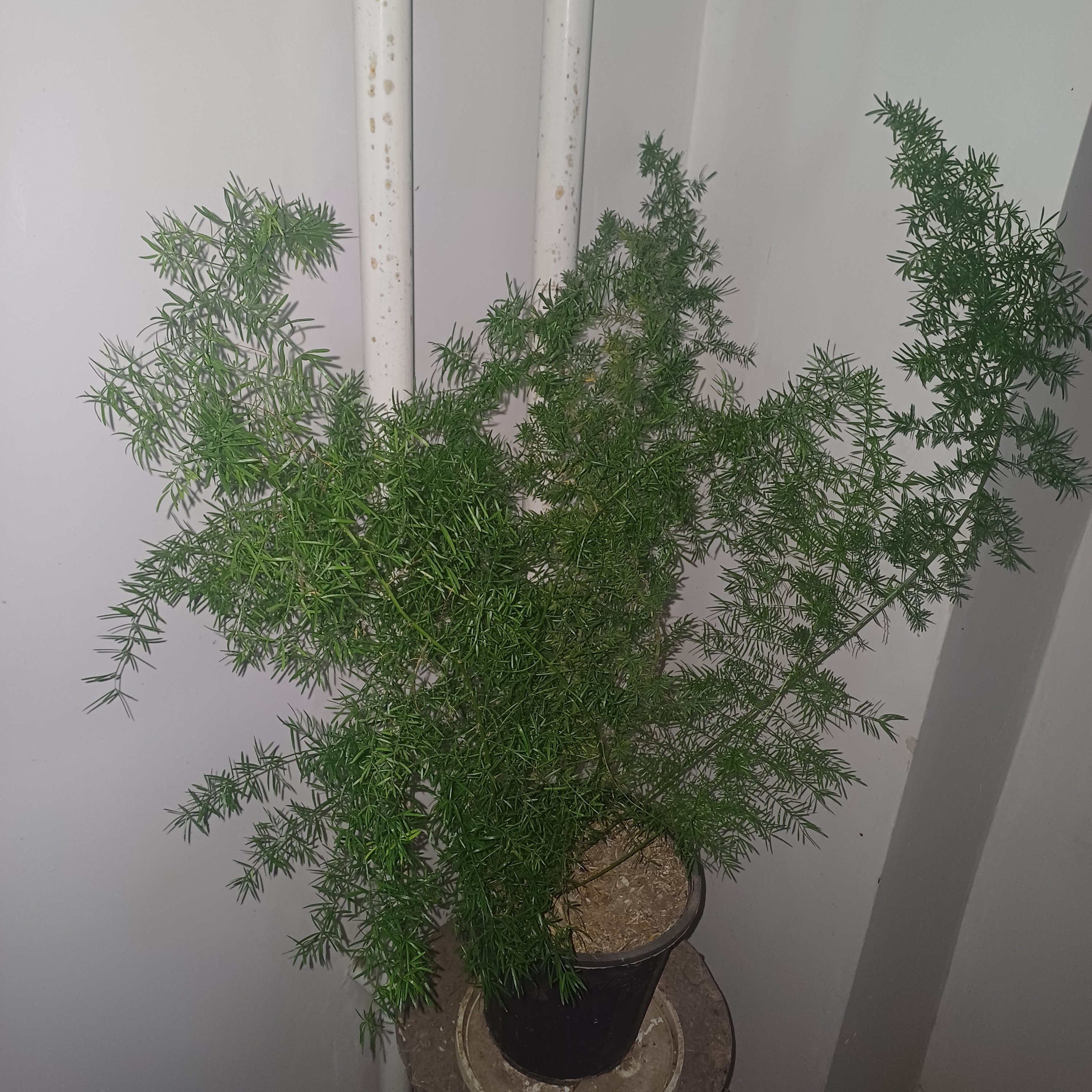 مارچوبه زینتی (شویدی )( پسکرایه)