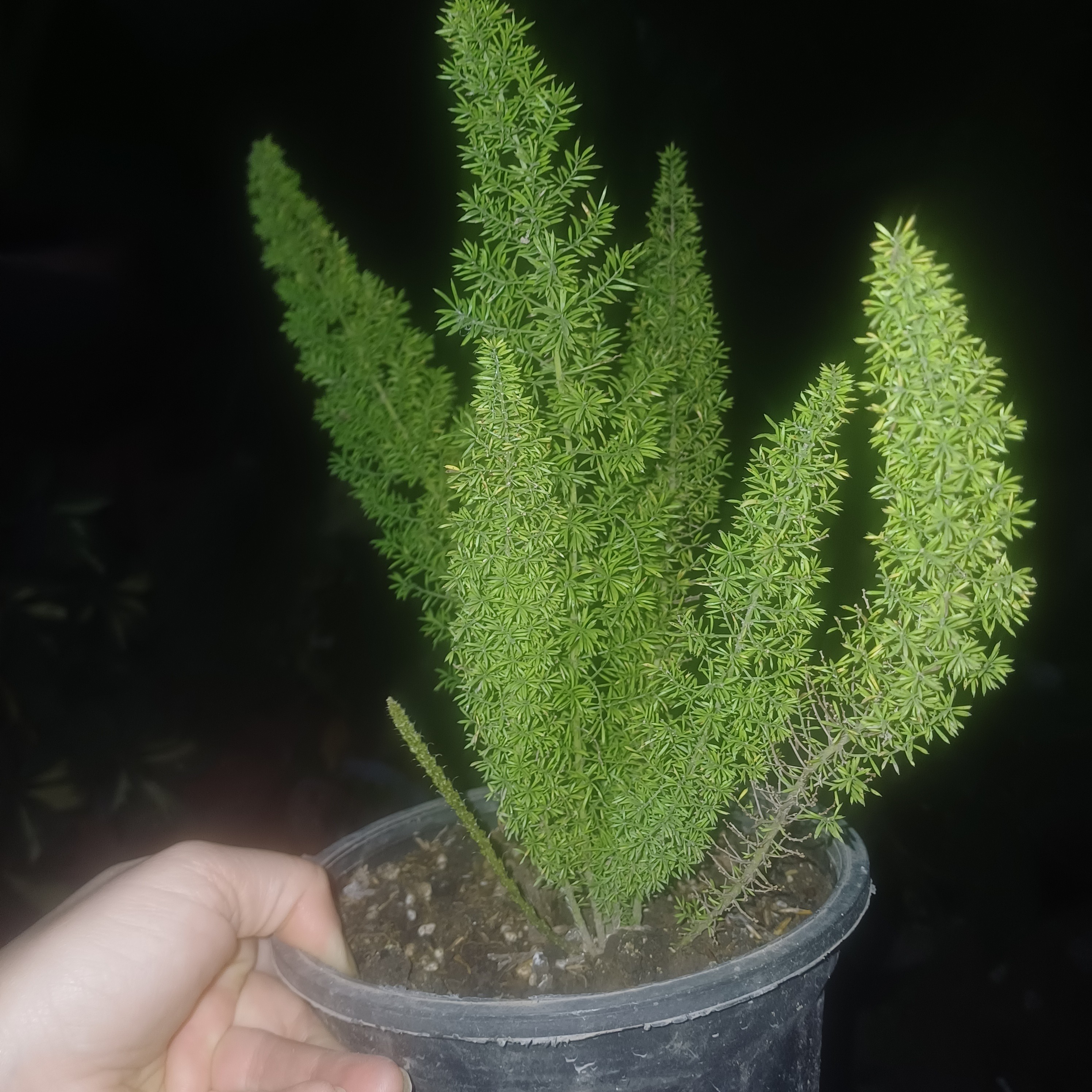 دم روباهی (پس کرایه)