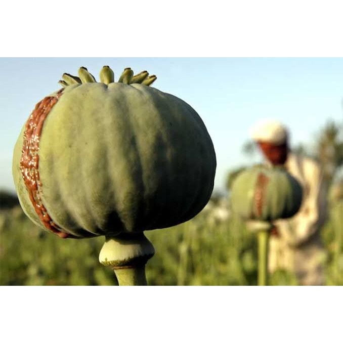 تخم خشخاش درجه یک کاشتنی بسته 1 گرمی