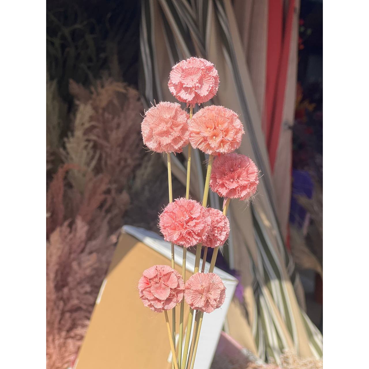 گل خشک طبیعی مریخی اسکابیوسا رنگ صورتی