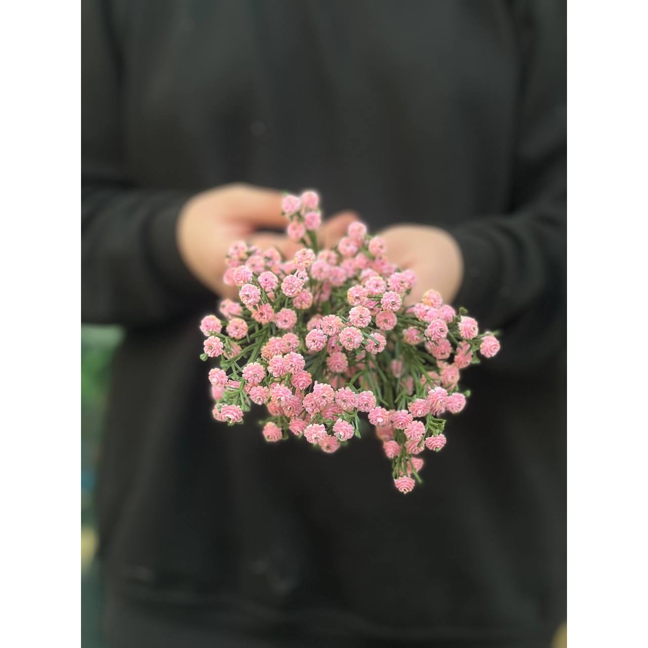 بوته ژیپسوفیلا مصنوعی صورتی (گل عروس)