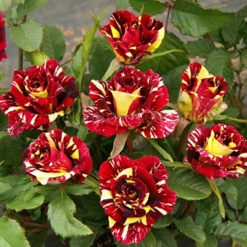 نهال گل رز کهکشانی