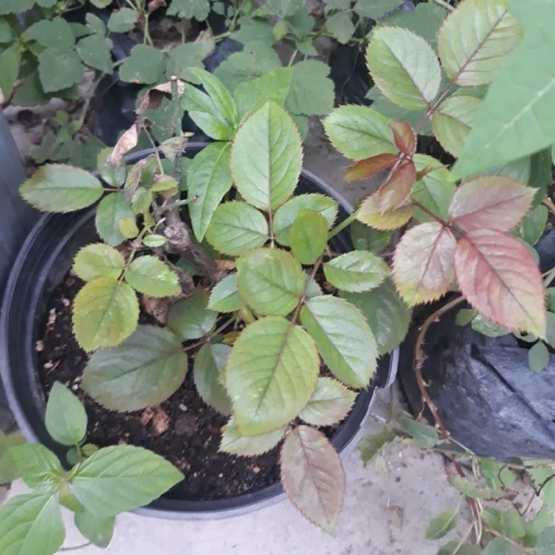 نهال گل رز کهکشانی