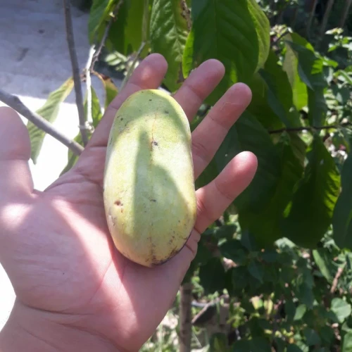 نهال انبه سردسیری بذری
