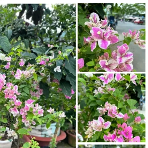 نهال گل کاغذی دو رنگ