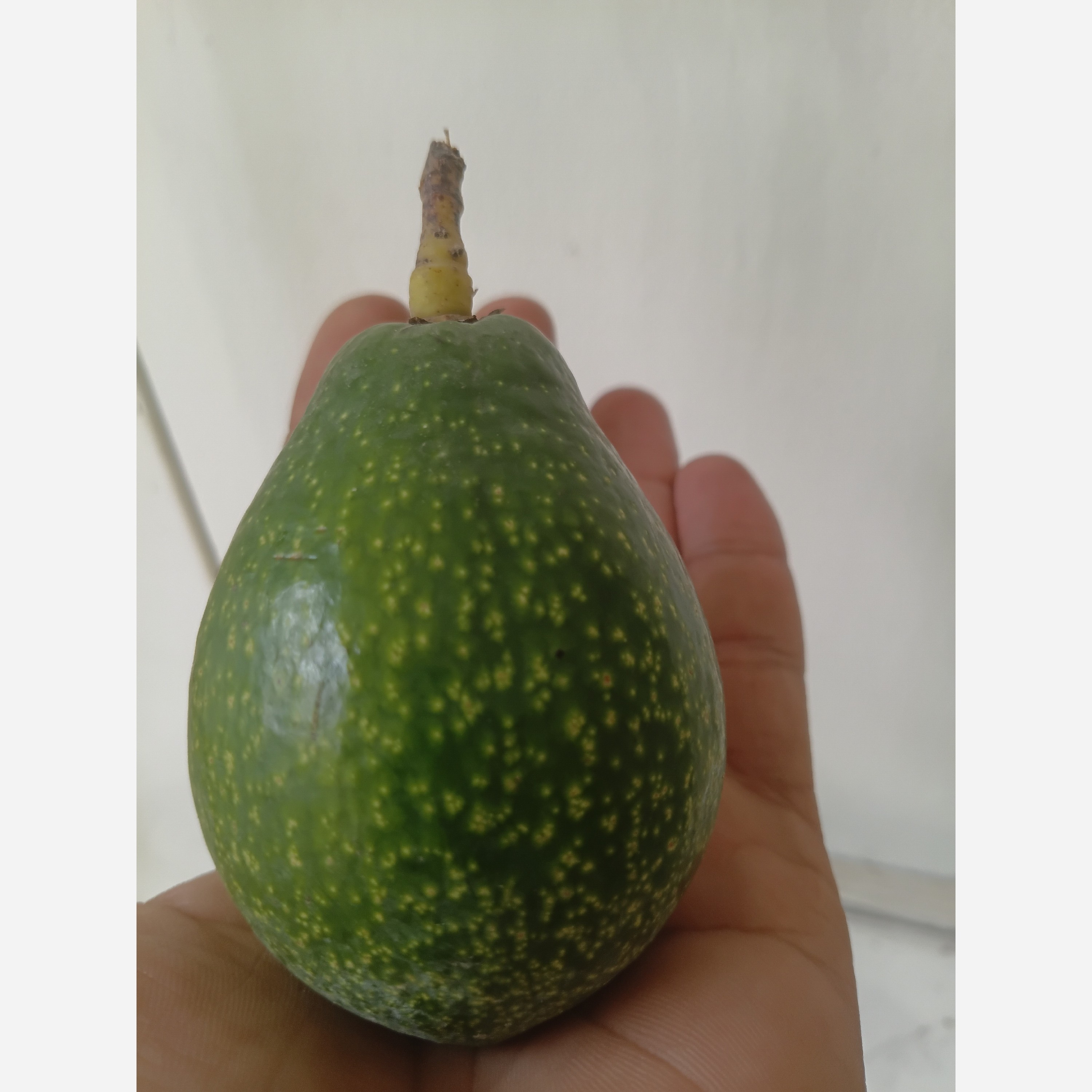 آووکادو ارگانیک قیمت عمده 