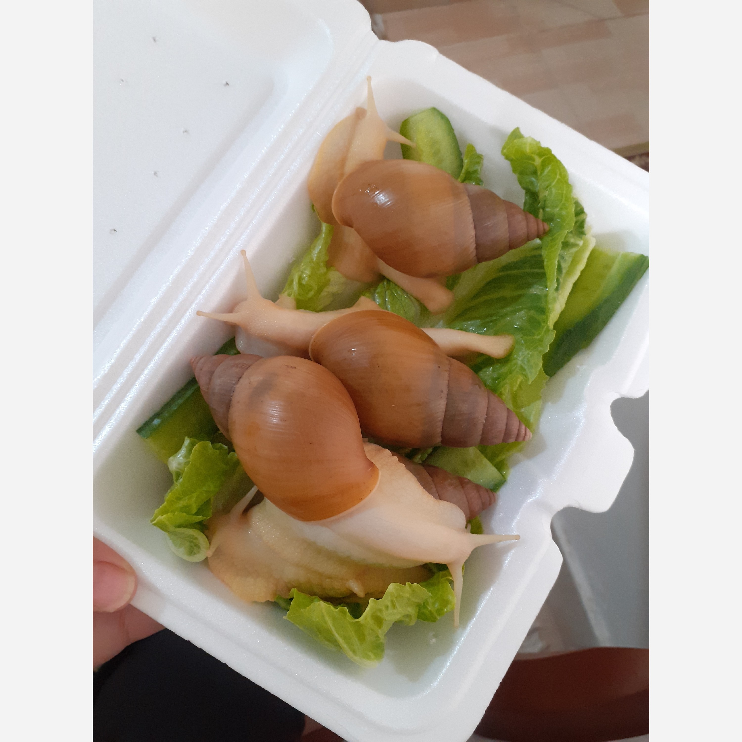 حلزون آچاتینا