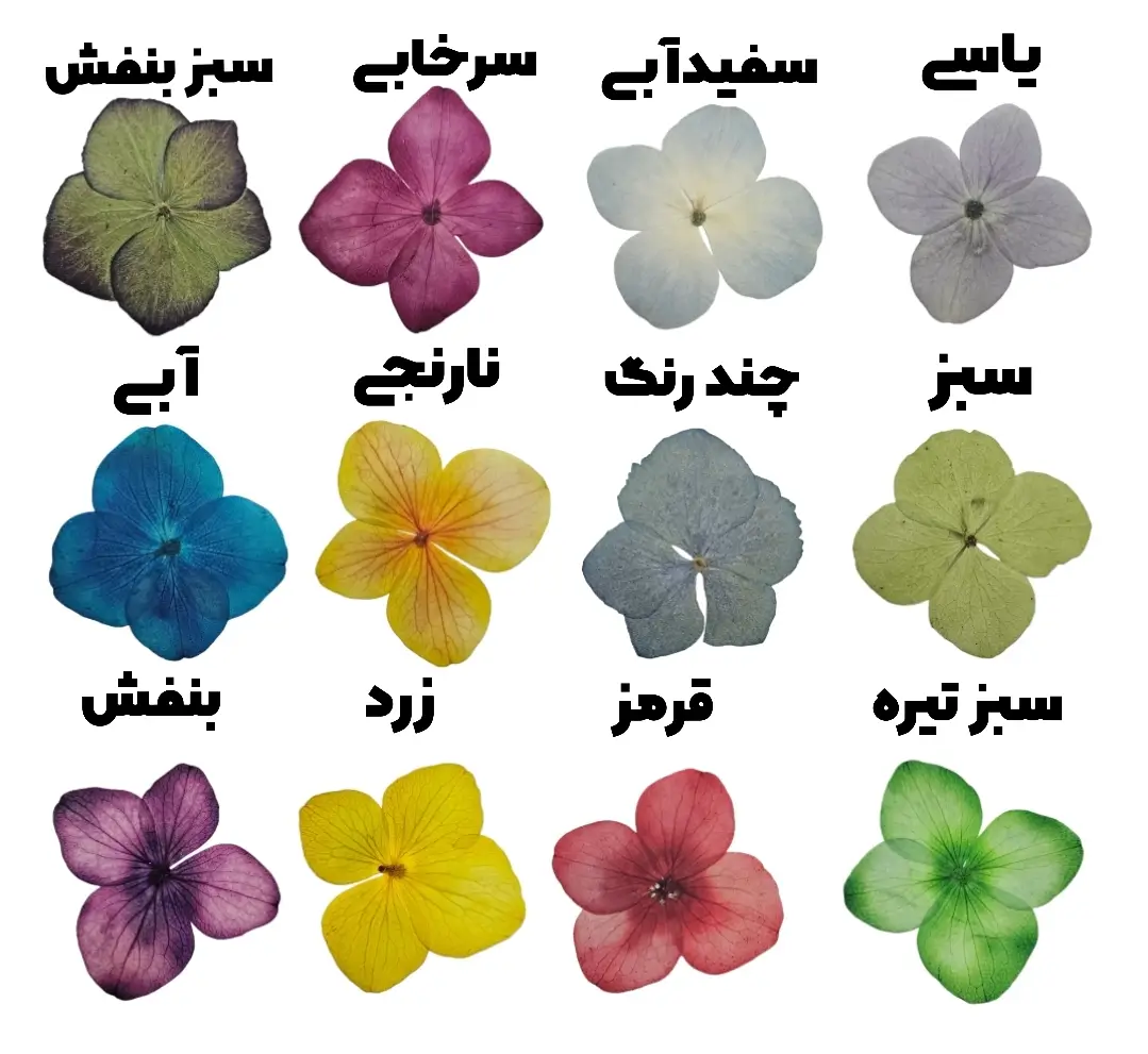 گل خشک هورتانسیا پرسی