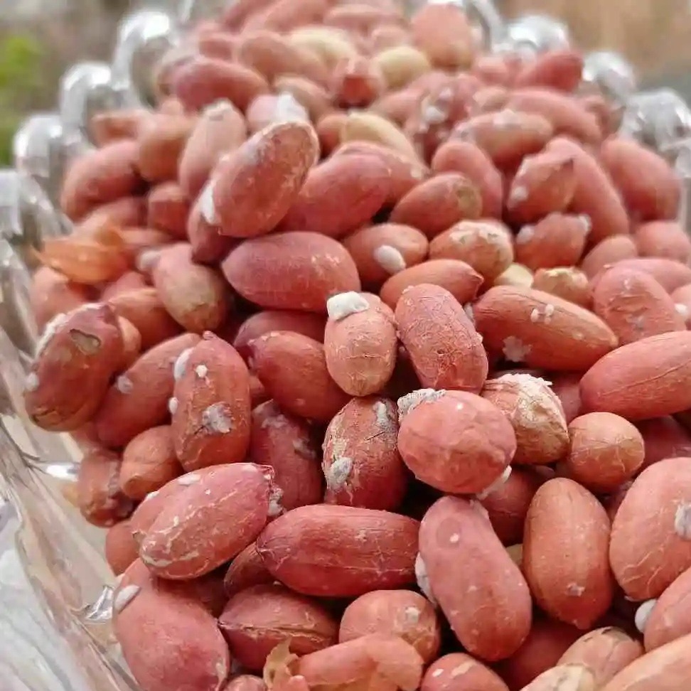 بادام زمینی از مزارع آستانه اشرفیه