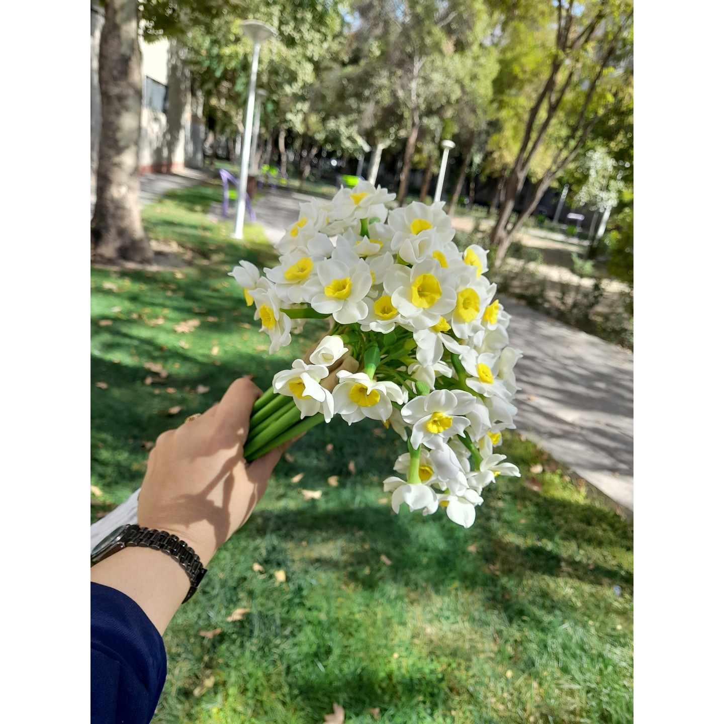 گل نرگس شیراز
