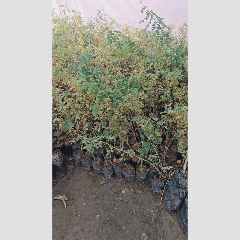 نهال گل محمدی کاشان یکساله