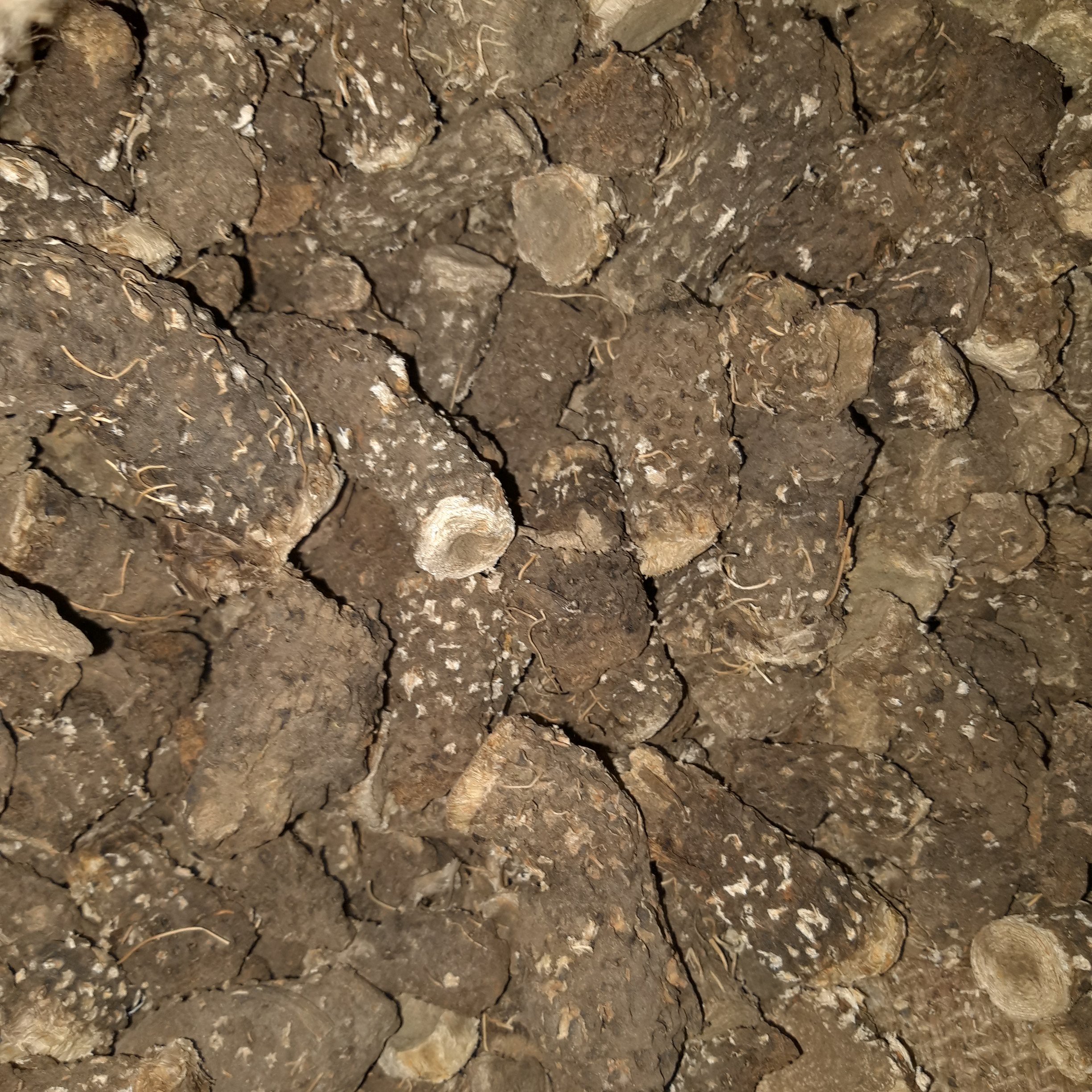 روغن کندش خالص (120 سی سی) روغن کندوش اصل